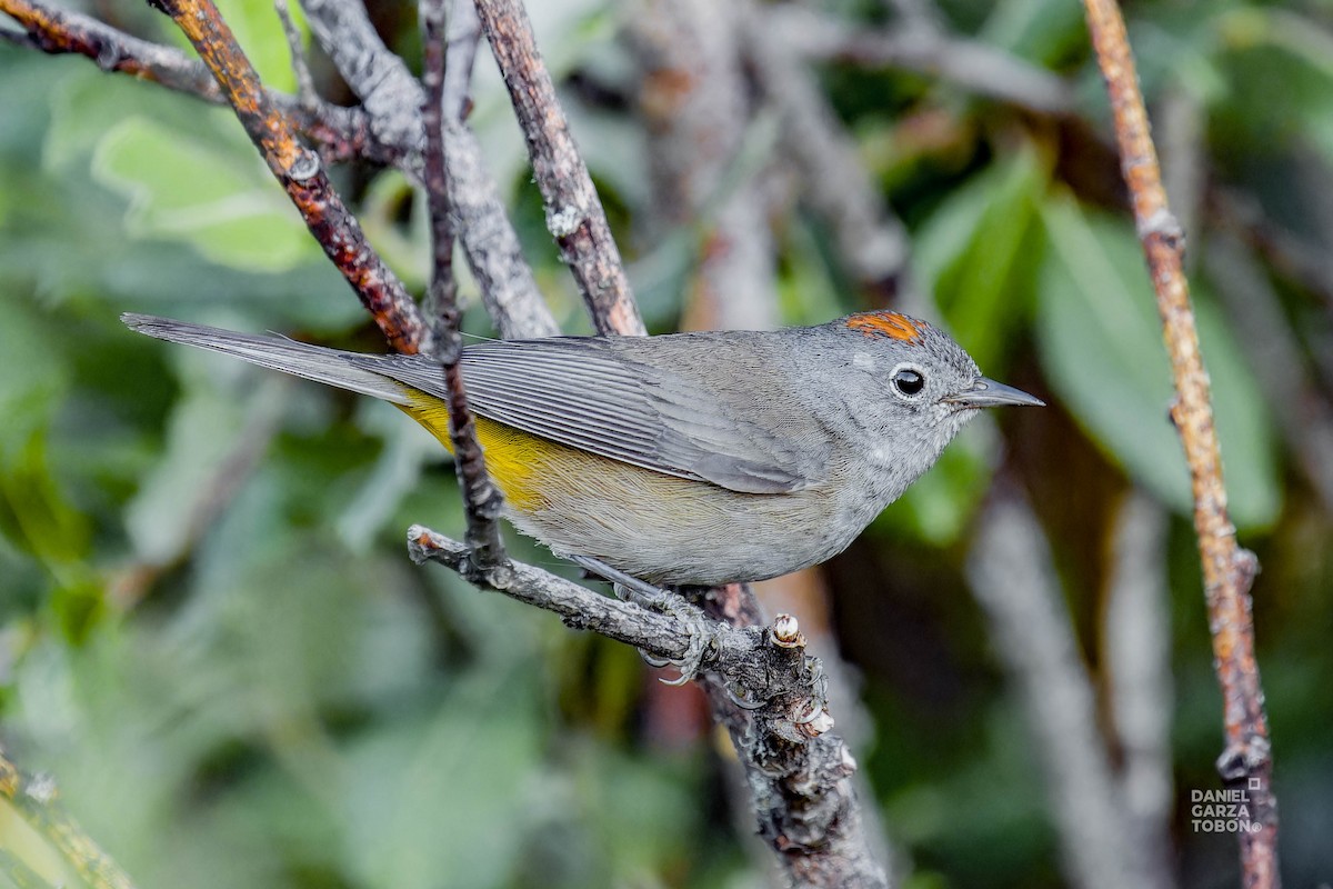 Colima Warbler - ML620607244