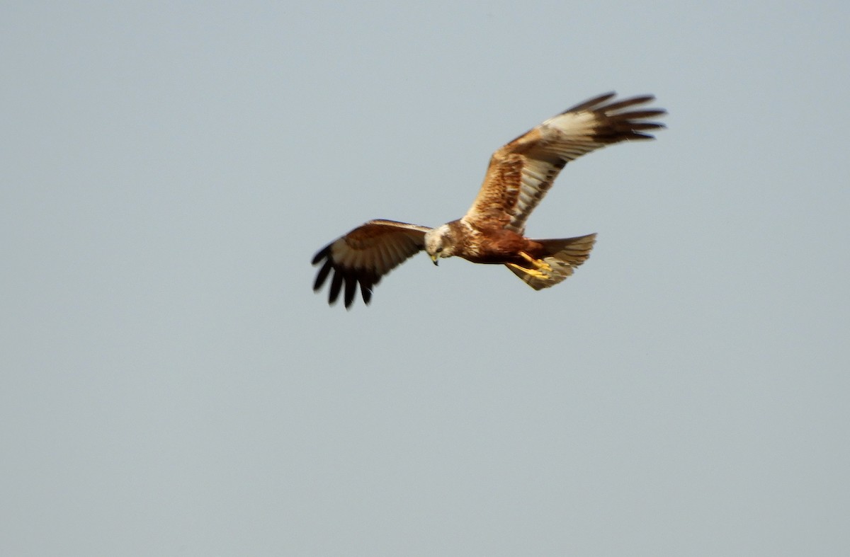 Western Marsh Harrier - Miroslav Mareš