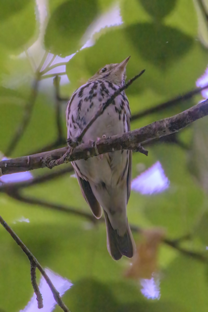 Ovenbird - ML620607250