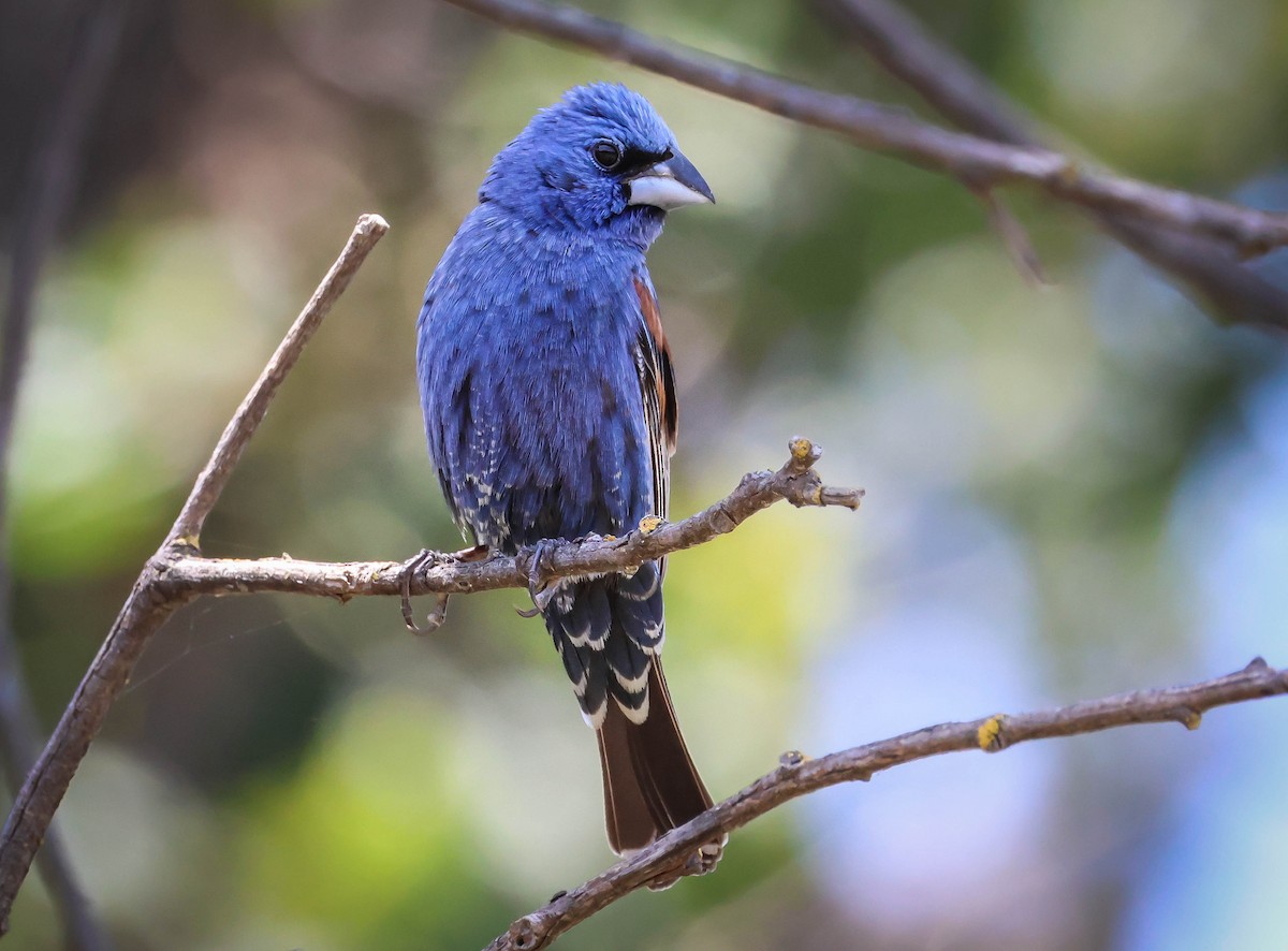 Blue Grosbeak - ML620607253