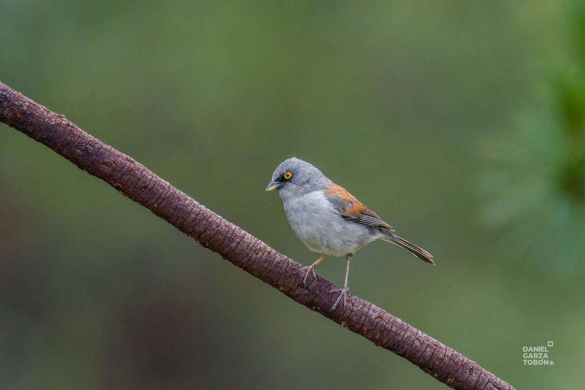 Yellow-eyed Junco - ML620607263