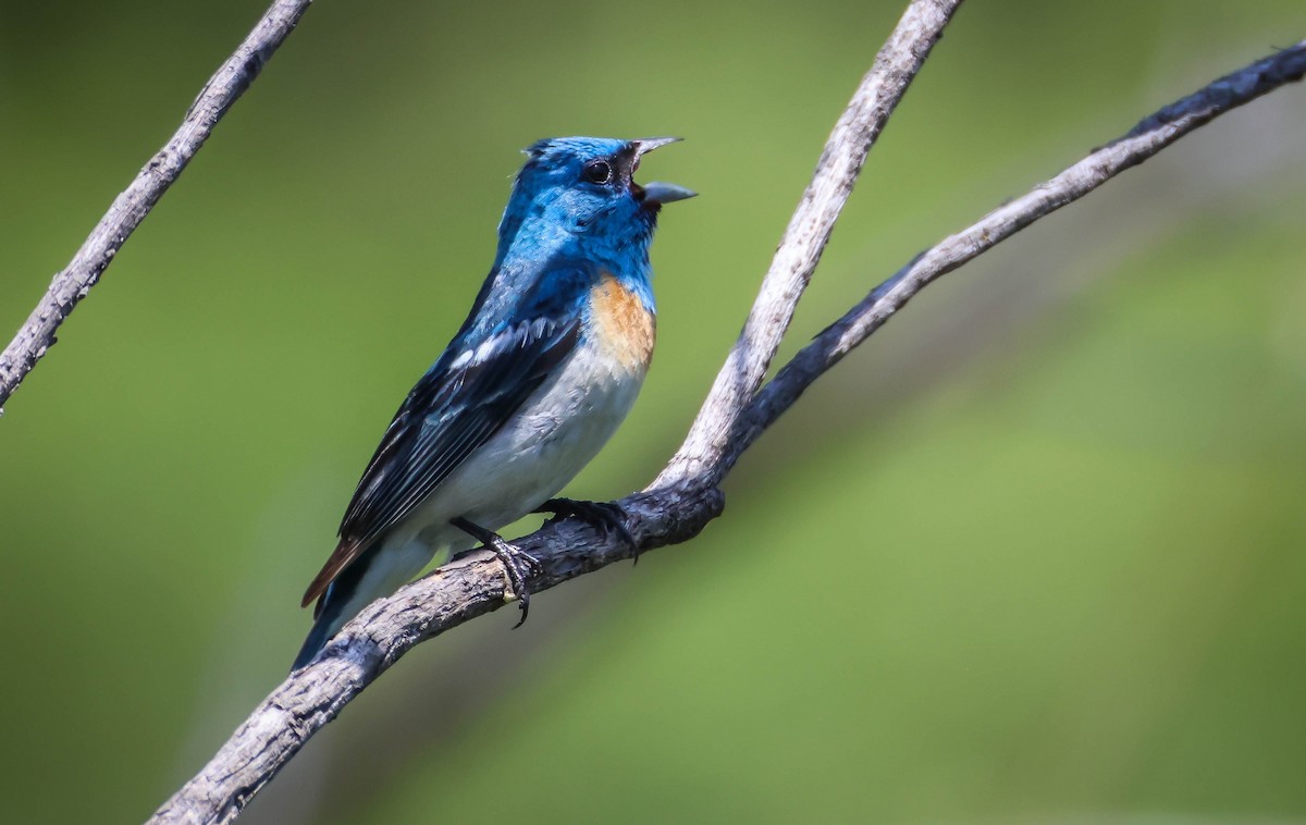 Lazuli Bunting - ML620607265