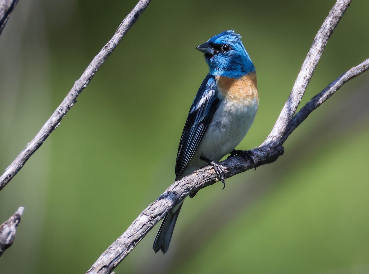 Lazuli Bunting - ML620607266