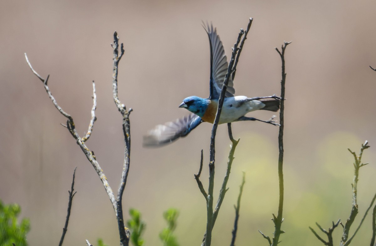 Lazuli Bunting - ML620607267