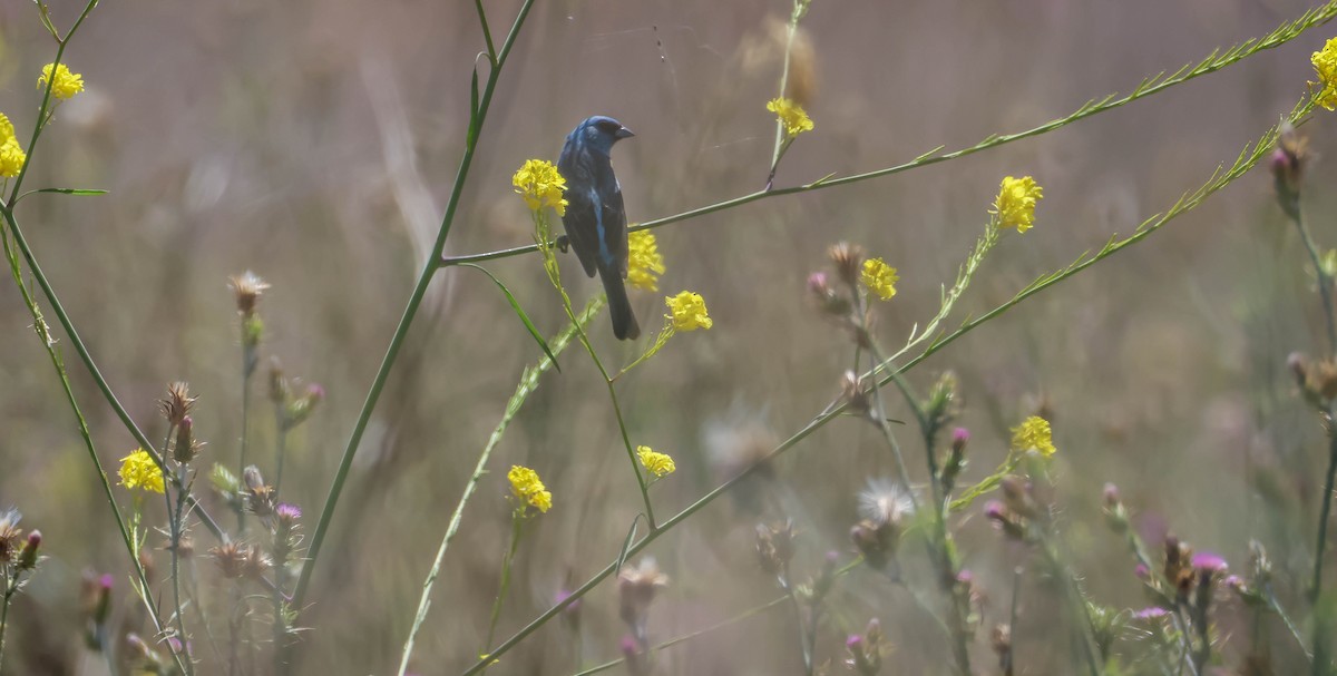 Lazuli Bunting - ML620607269