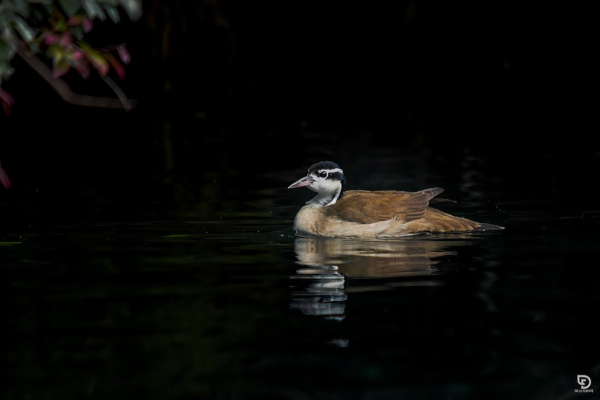 Sungrebe - ML620607272