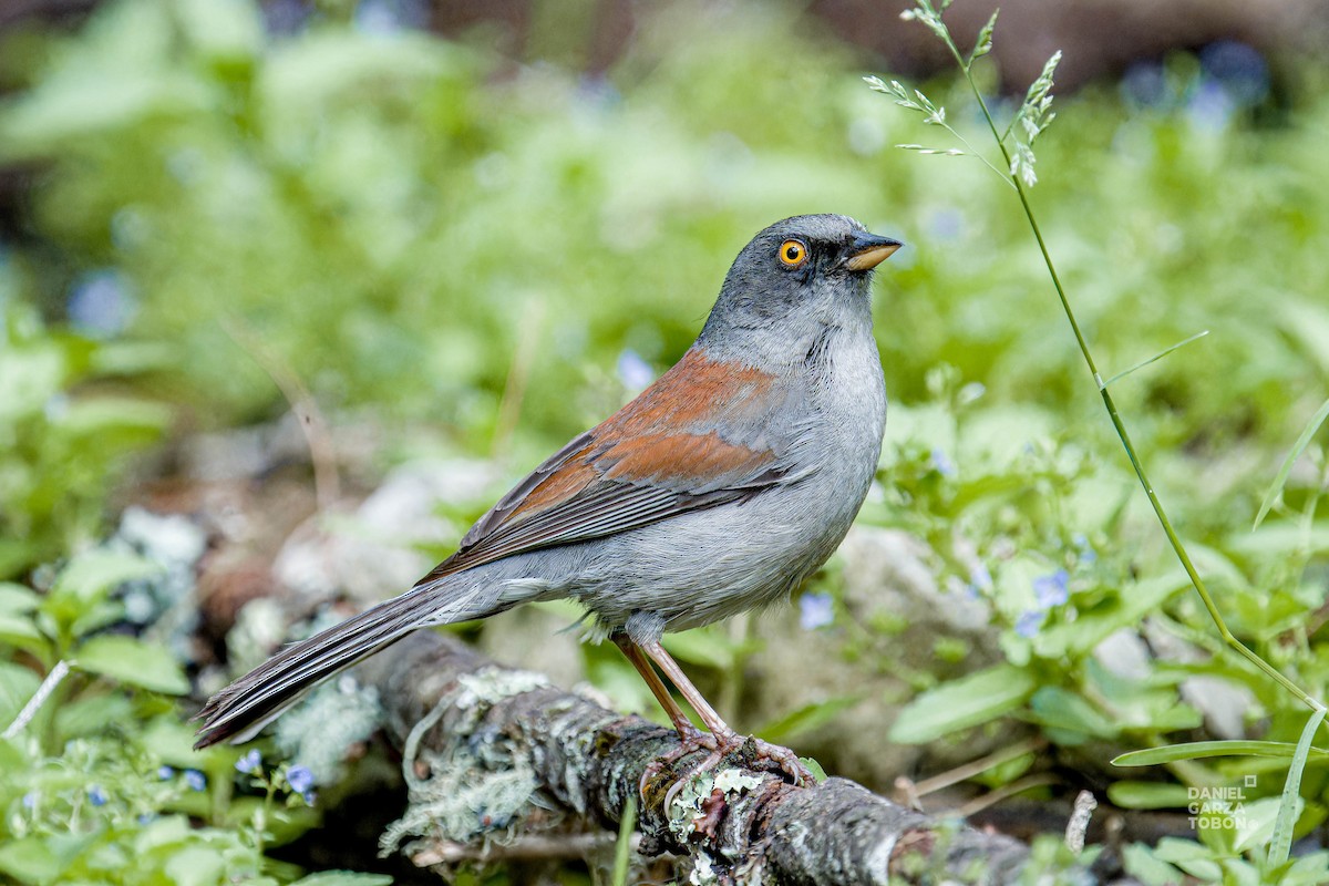 Yellow-eyed Junco - ML620607276