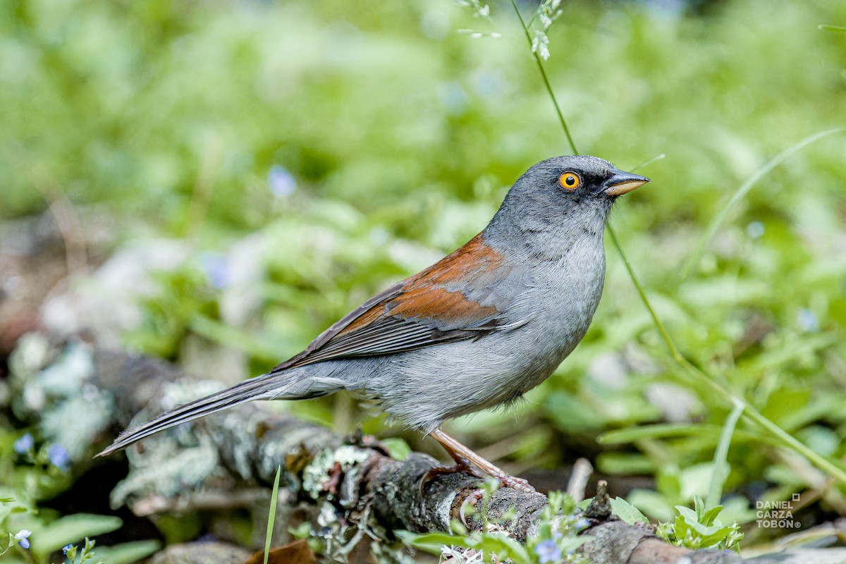 Yellow-eyed Junco - ML620607277