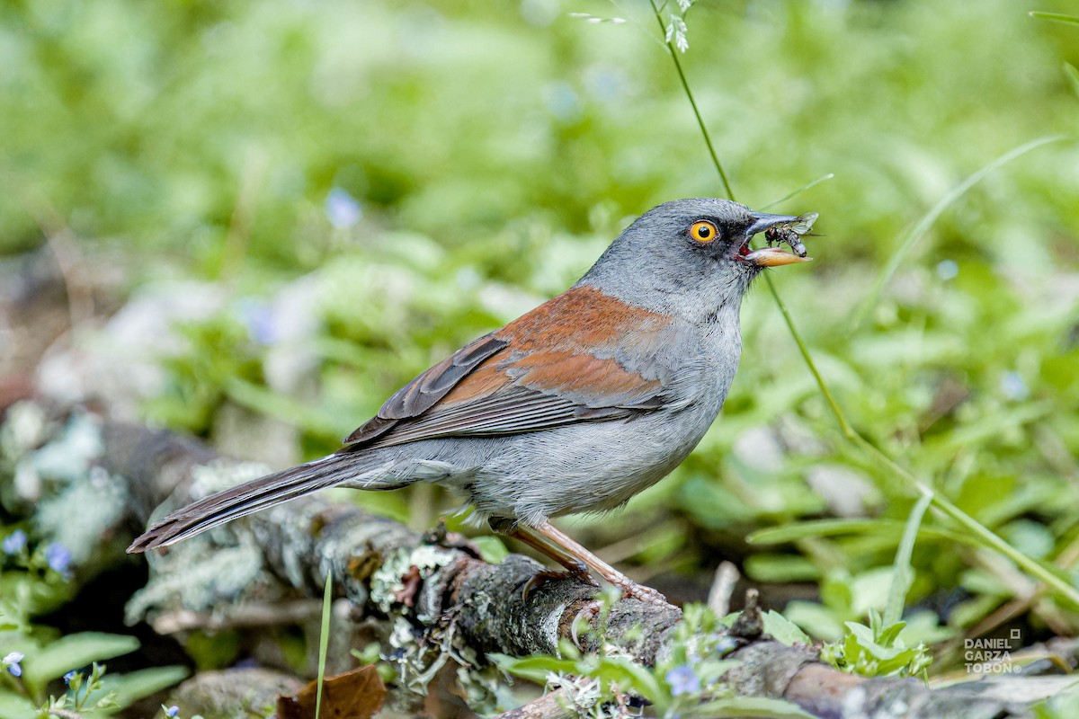 Yellow-eyed Junco - Daniel  Garza Tobón