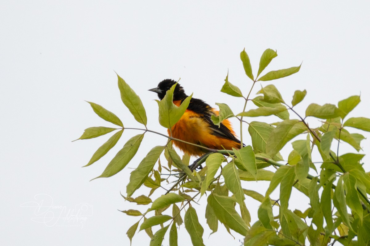 Oriole de Baltimore - ML620607279