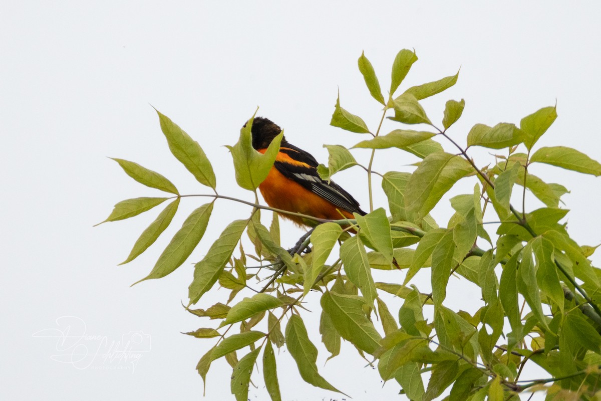 Oriole de Baltimore - ML620607280