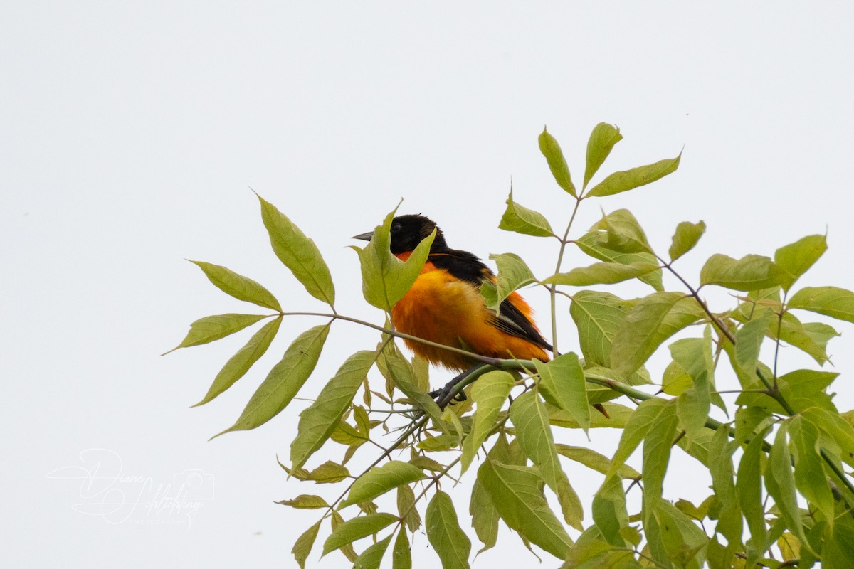 Baltimore Oriole - ML620607281