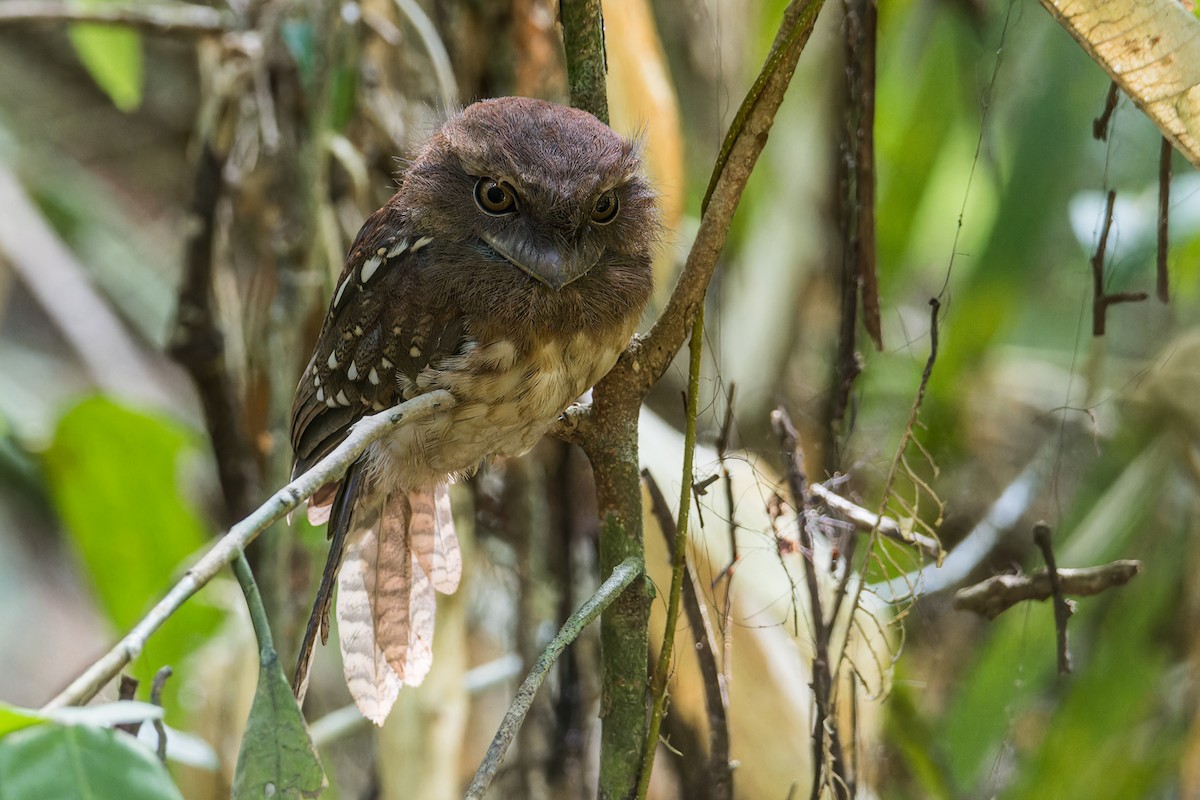 Gould's Frogmouth - ML620607284