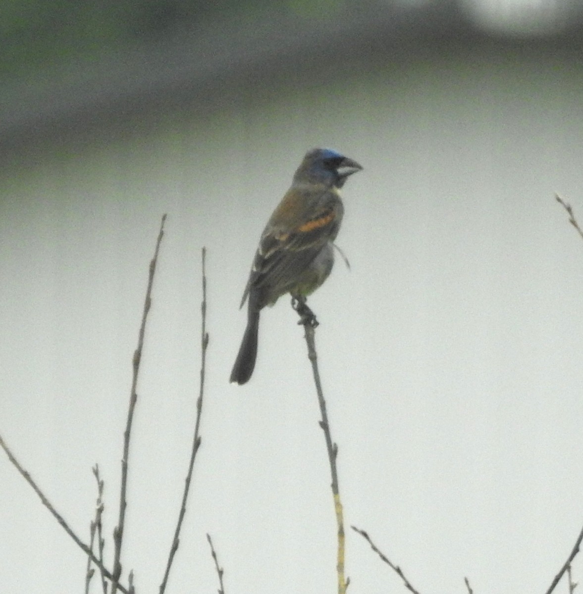 Blue Grosbeak - ML620607285