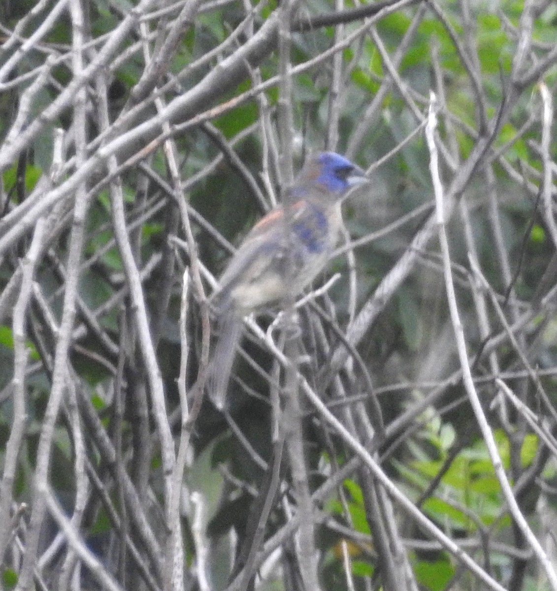 Blue Grosbeak - ML620607286