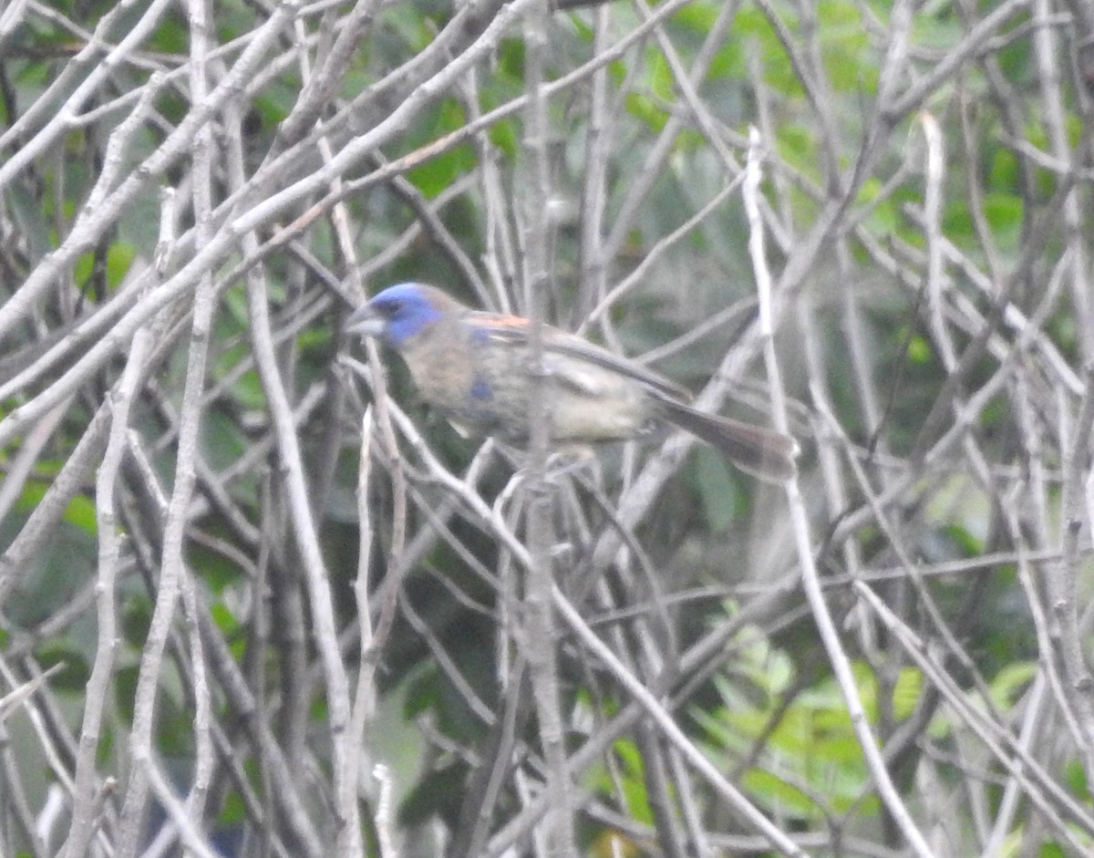 Blue Grosbeak - ML620607287