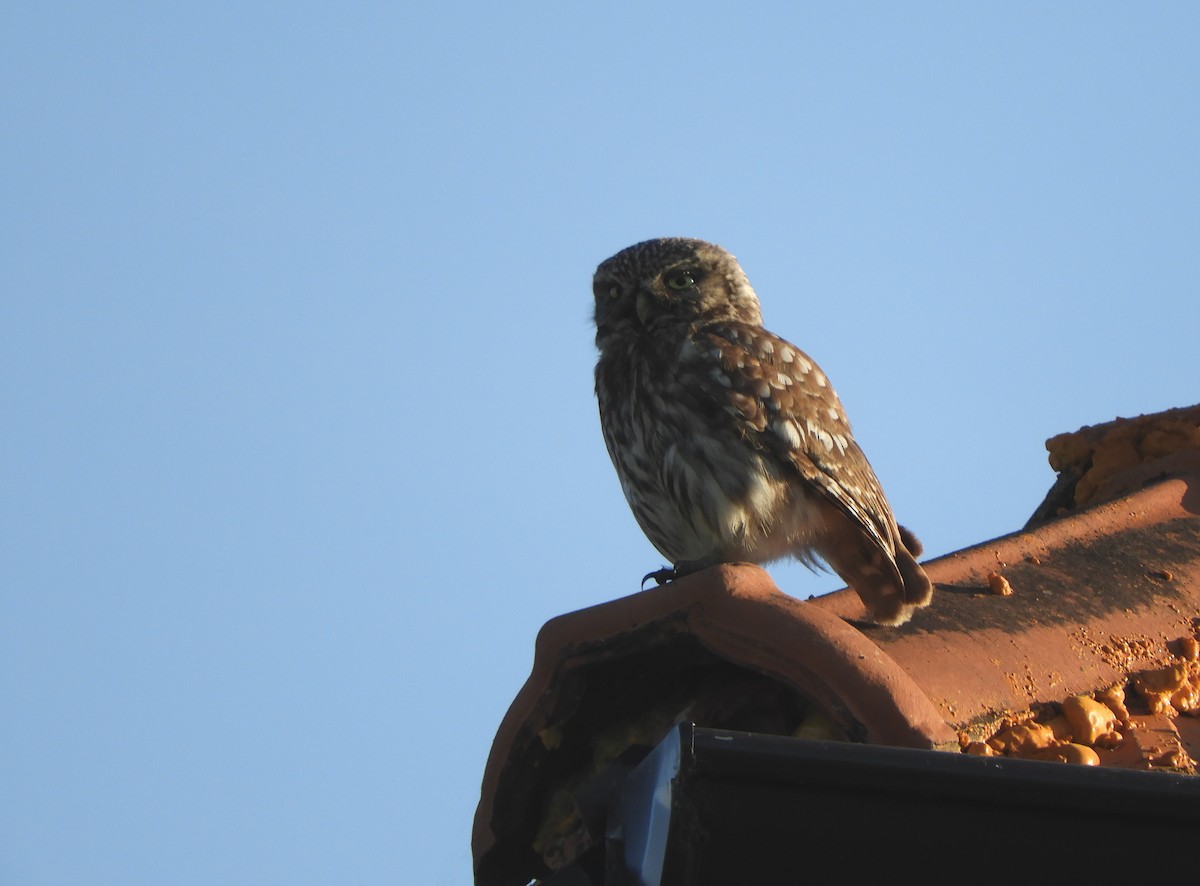 Little Owl - ML620607288