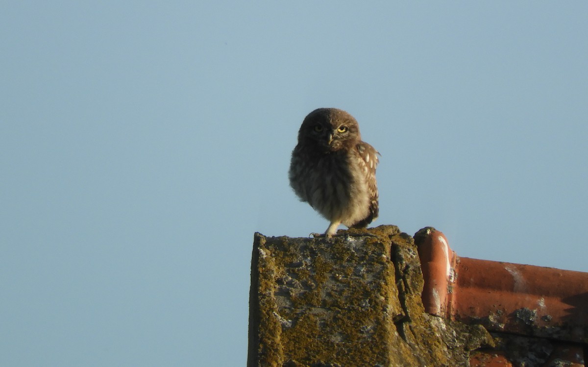 Little Owl - ML620607289