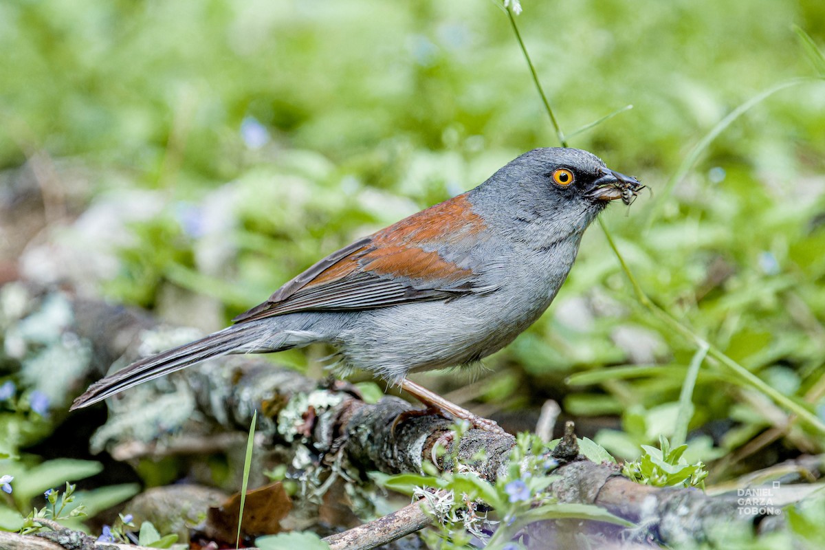 Yellow-eyed Junco - ML620607290