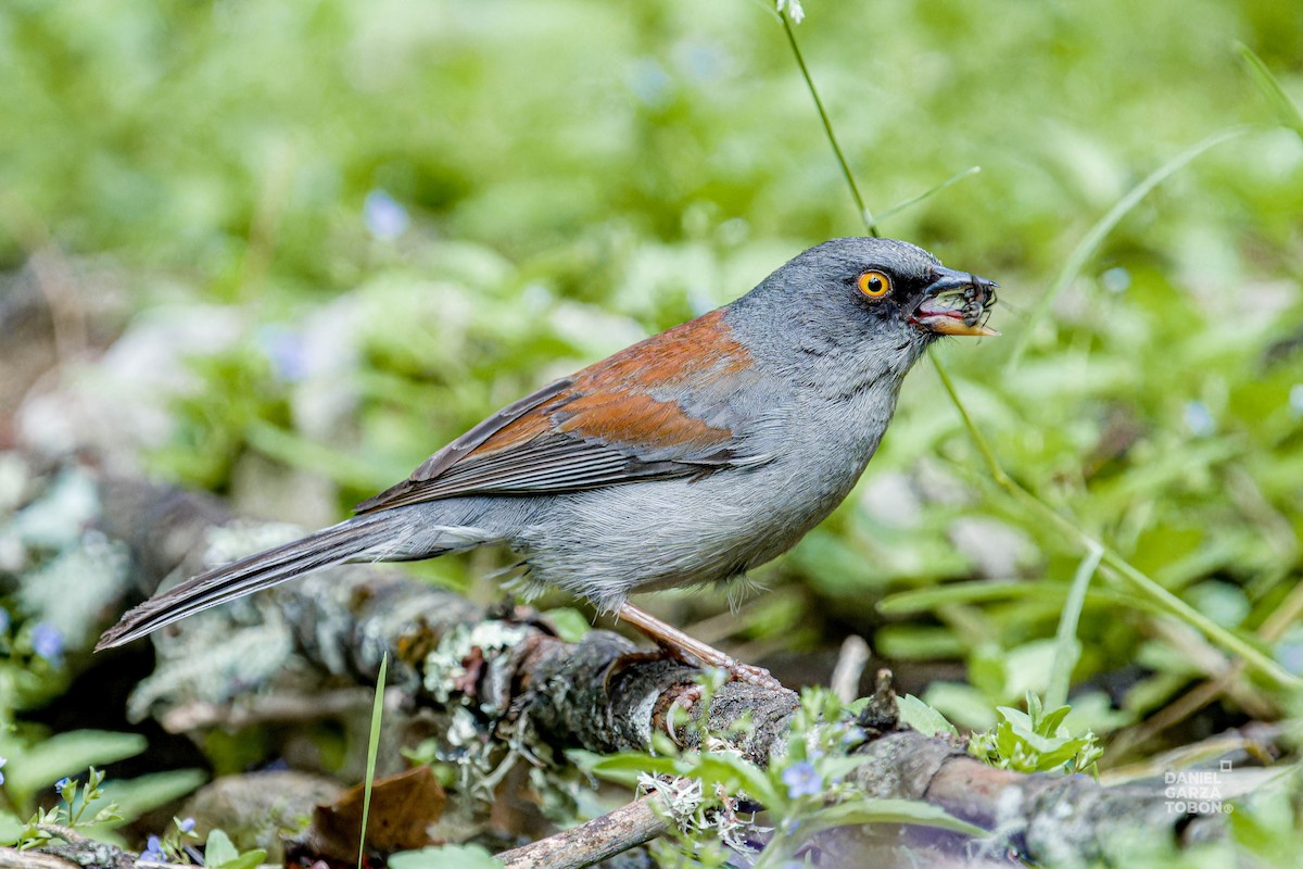 Junco aux yeux jaunes - ML620607291