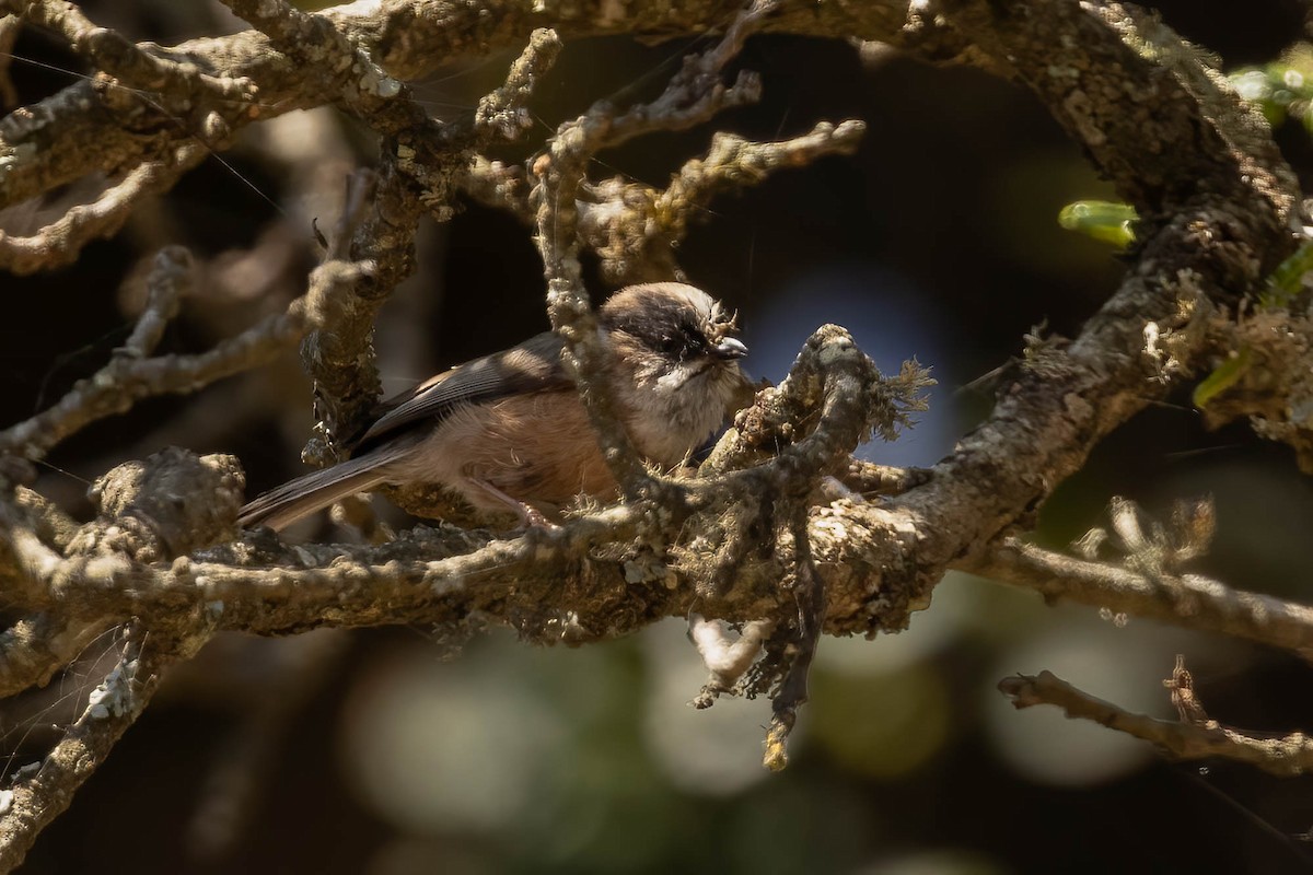 White-throated Tit - ML620607292