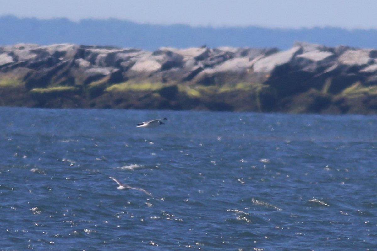 Gaviota Guanaguanare - ML620607294