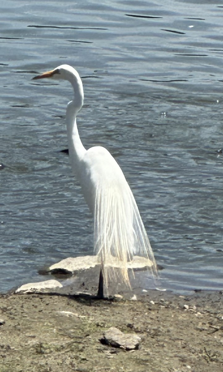 Great Egret - ML620607296