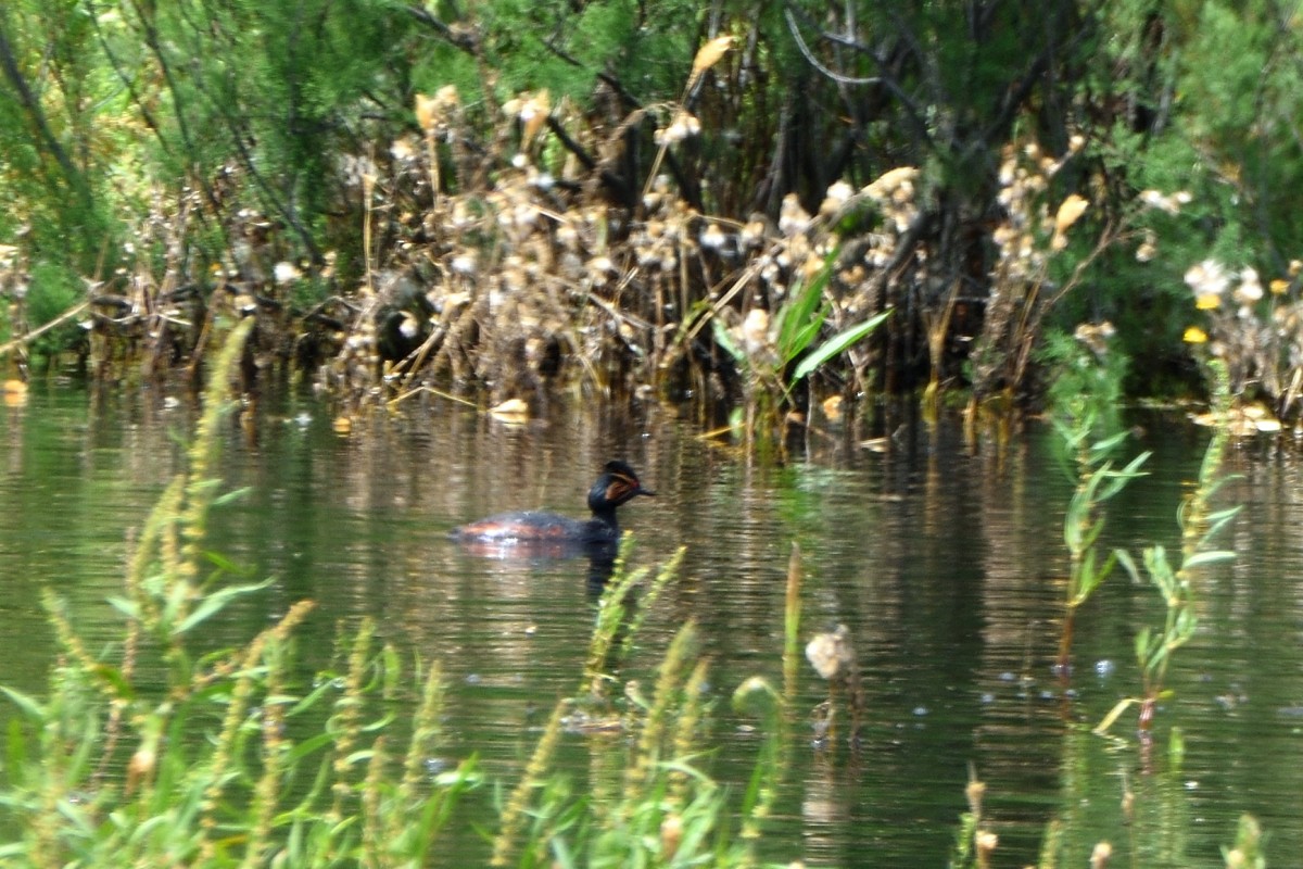 Eared Grebe - ML620607298