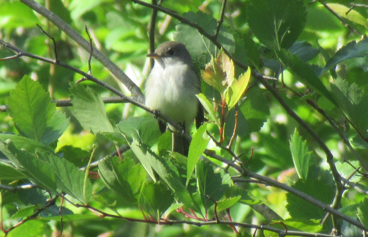 Willow Flycatcher - ML620607299