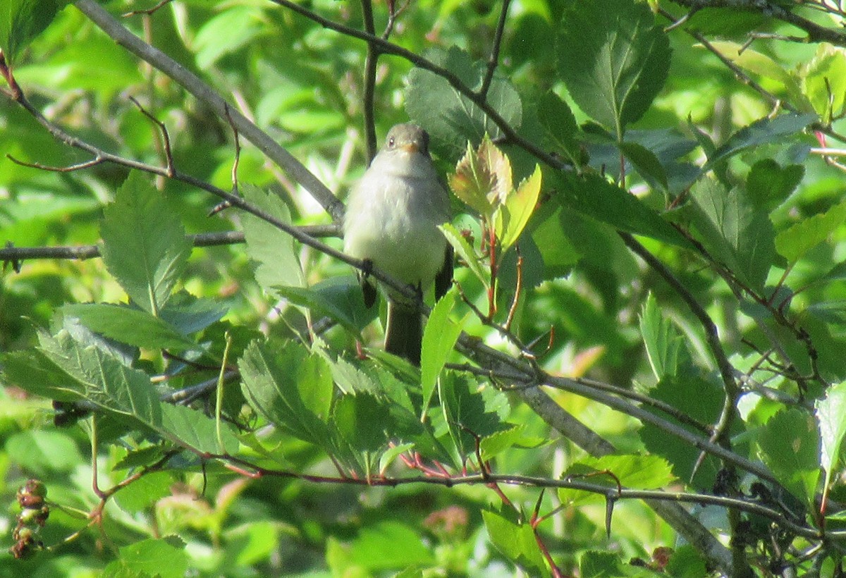 Willow Flycatcher - ML620607300