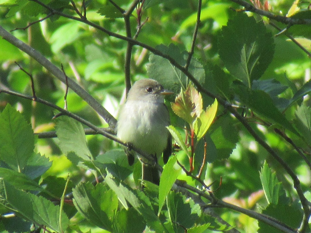 Willow Flycatcher - ML620607301