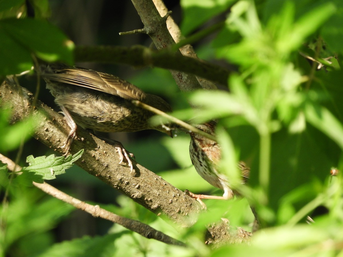 Brown-headed Cowbird - ML620607303