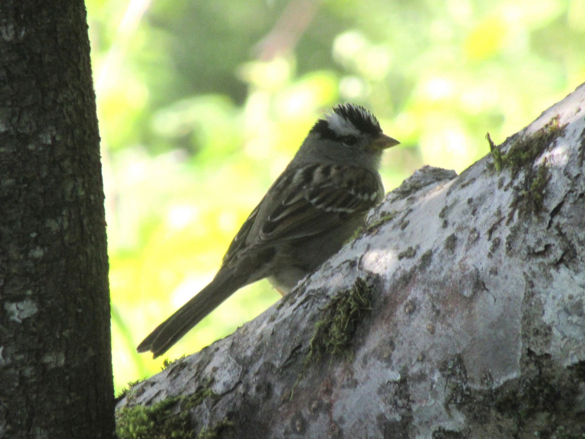 White-crowned Sparrow - ML620607304