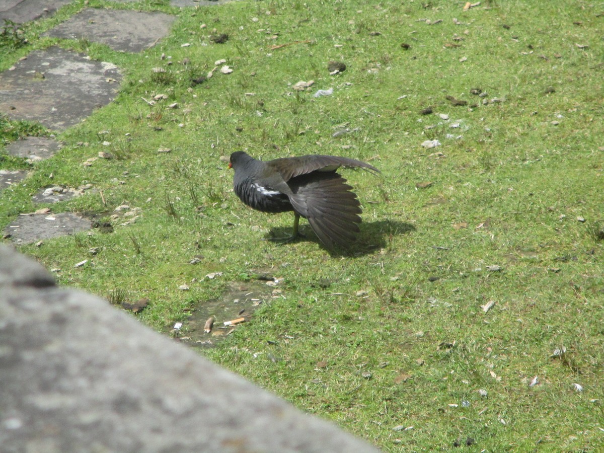 Eurasian Moorhen - ML620607305