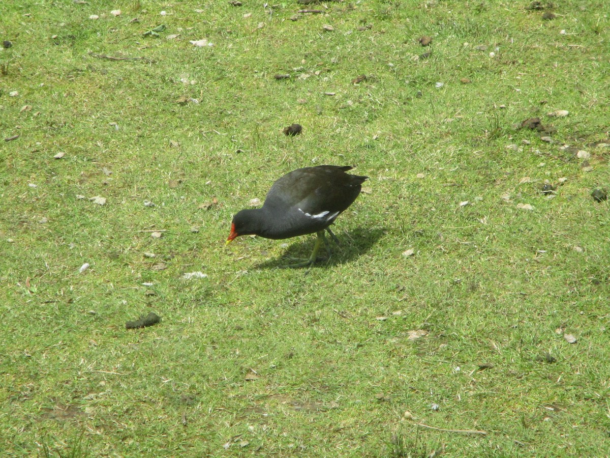 Eurasian Moorhen - ML620607306