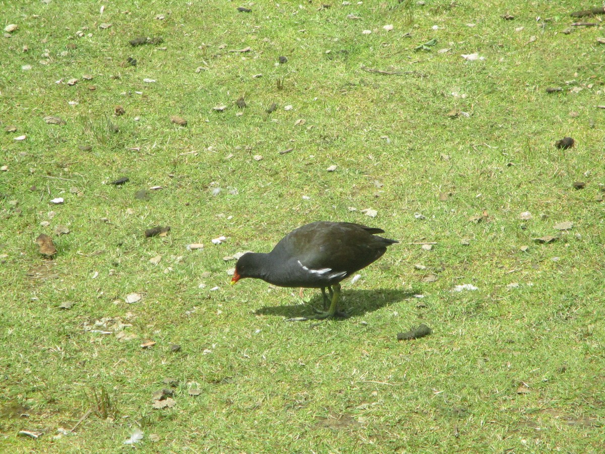 Eurasian Moorhen - ML620607307