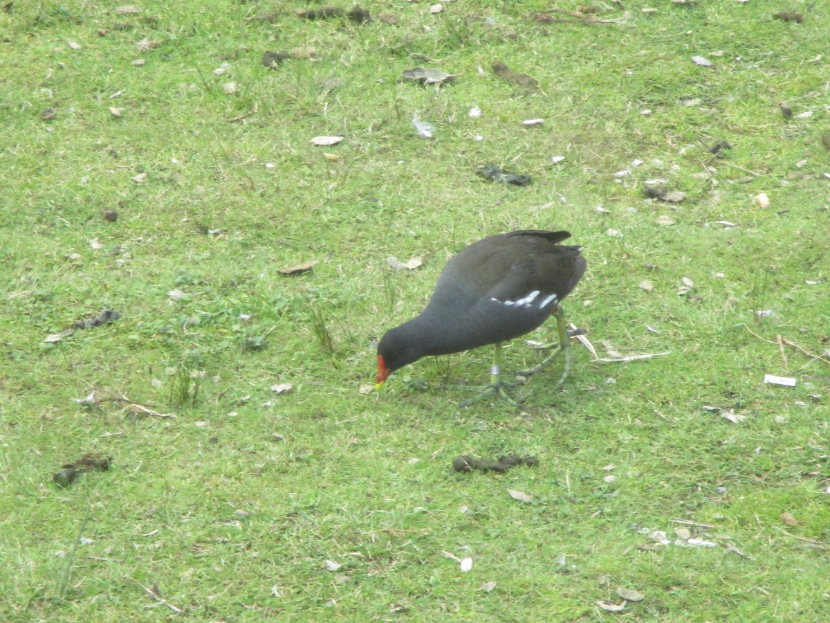 Eurasian Moorhen - ML620607308