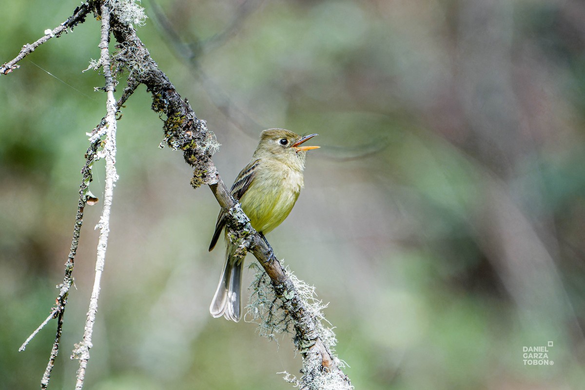 Western Flycatcher - Daniel  Garza Tobón