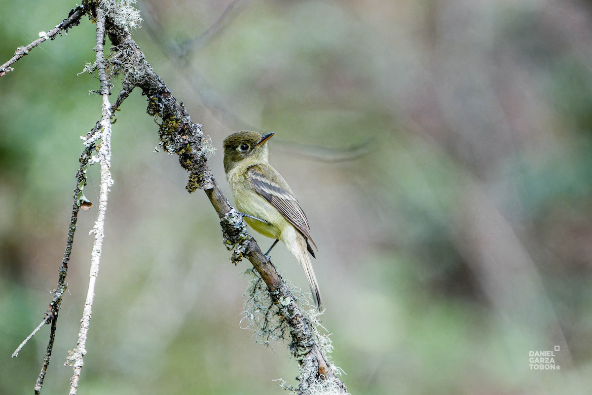 Western Flycatcher - ML620607312