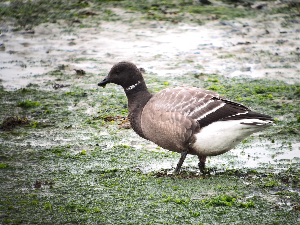 Barnacla Carinegra (bernicla) - ML620607313