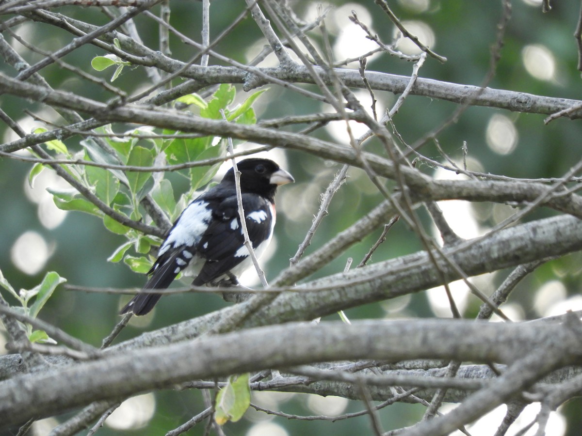 Rose-breasted Grosbeak - Laura Markley