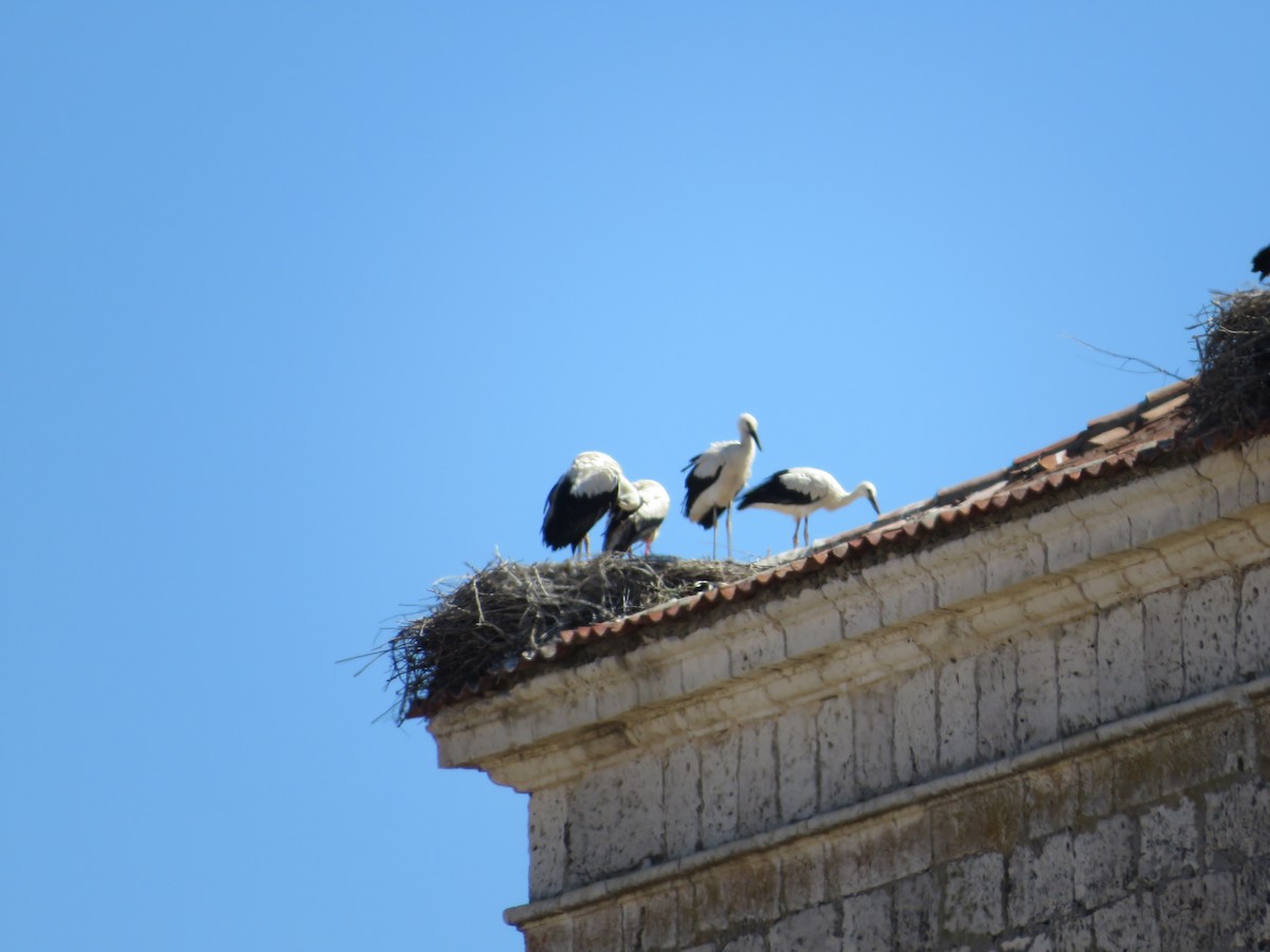 White Stork - ML620607316