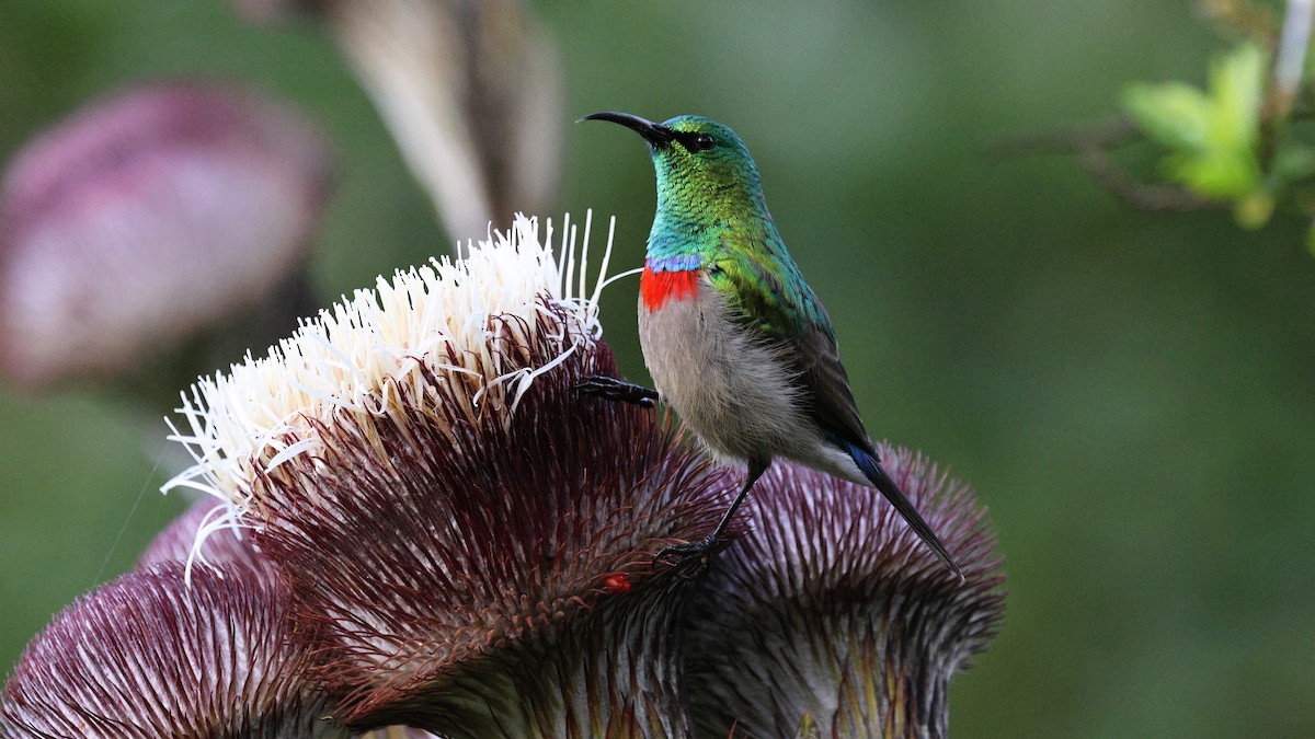 Southern Double-collared Sunbird - ML620607320