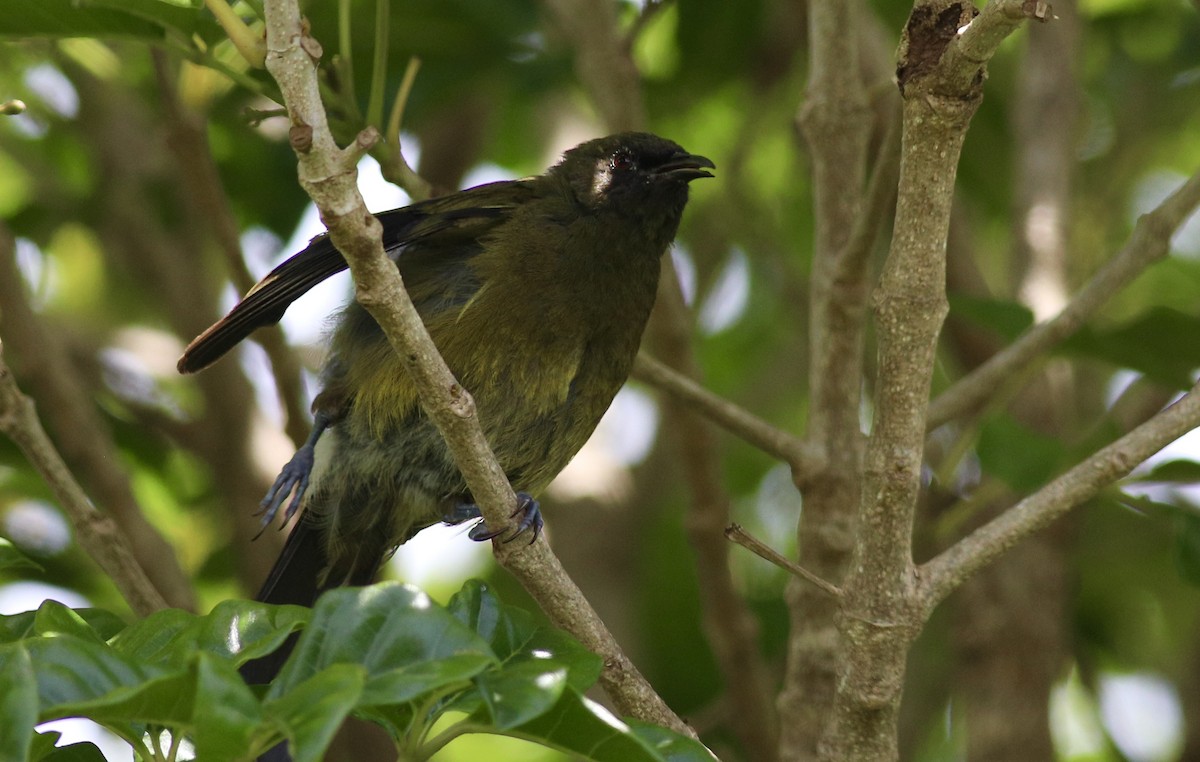 New Zealand Bellbird - ML620607325