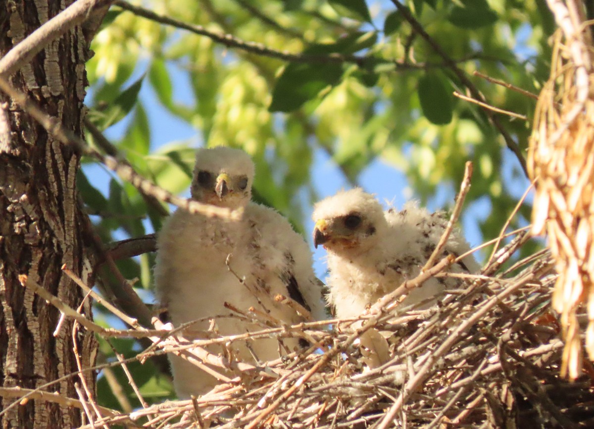 Cooper's Hawk - ML620607326