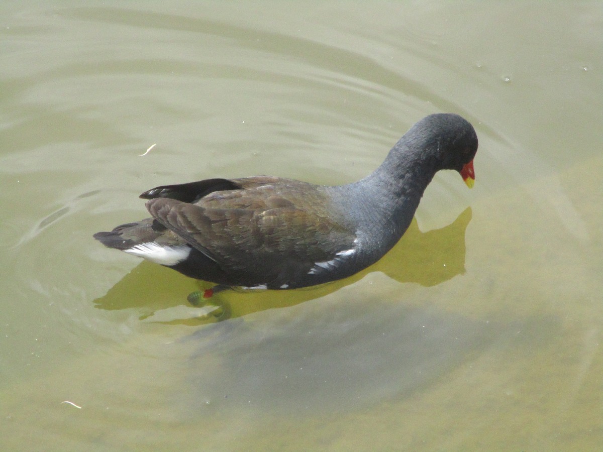 Eurasian Moorhen - ML620607327