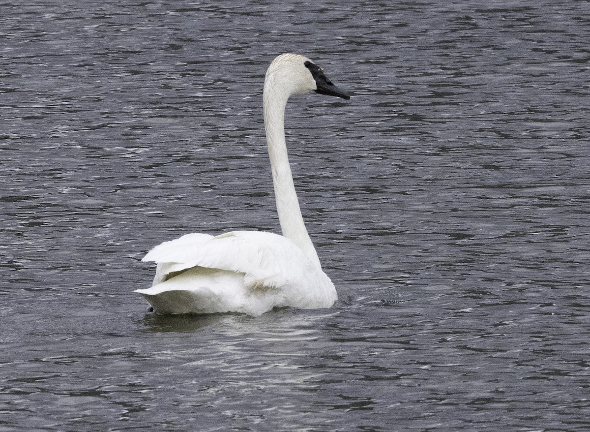 Trumpeter Swan - William D. Kragh