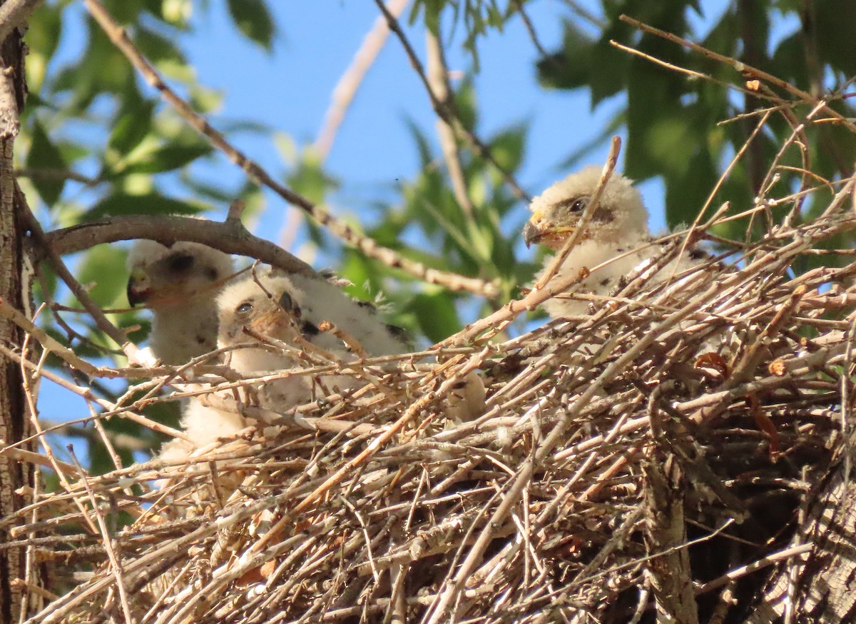 Cooper's Hawk - ML620607332