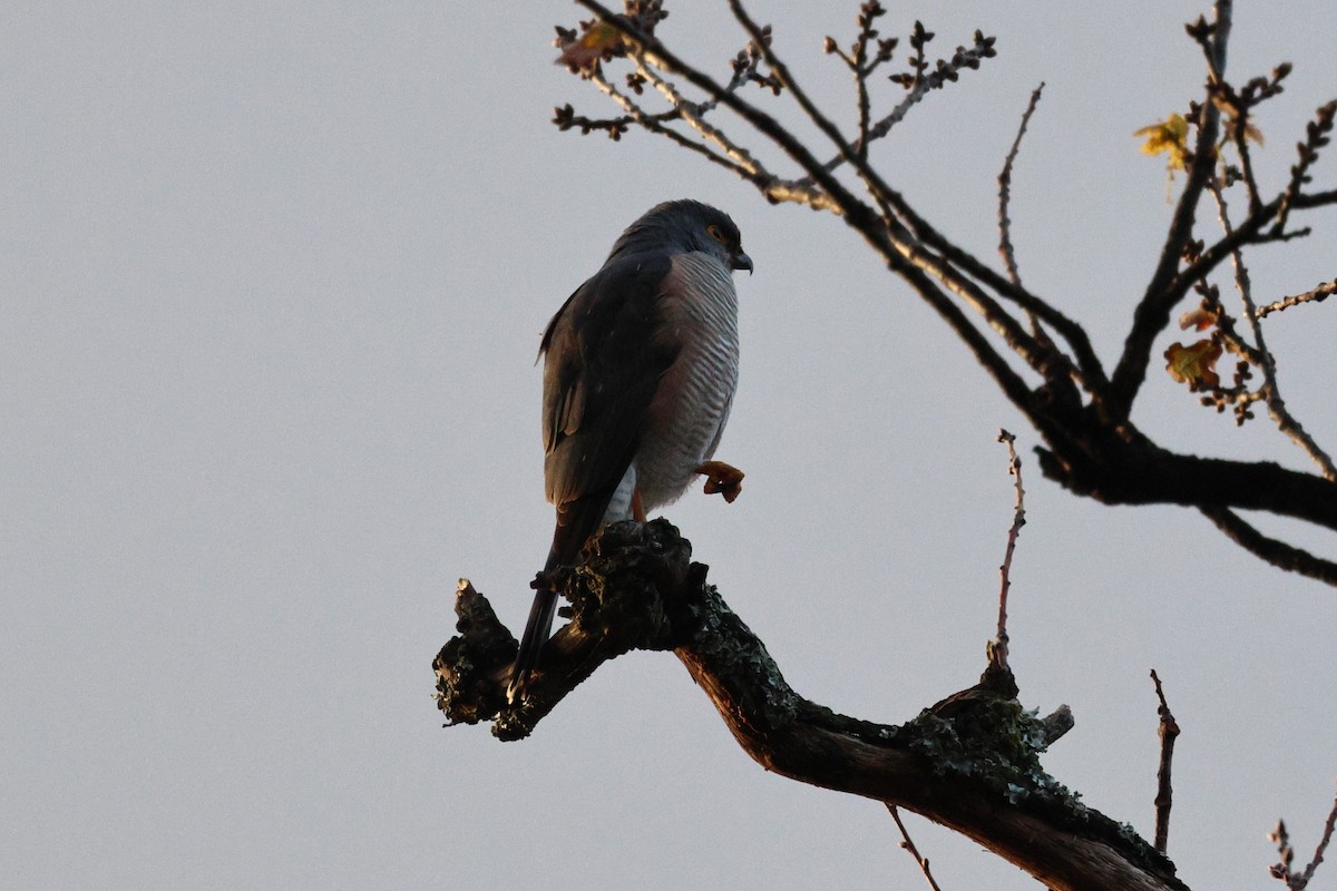 African Goshawk - Andy Bridges