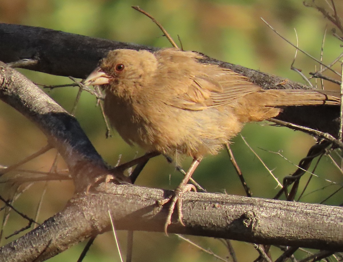 Abert's Towhee - ML620607339